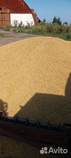 Зерно пшеница ячмень