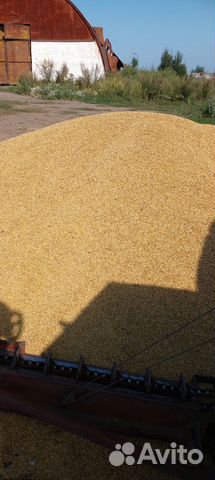 Зерно пшеница ячмень