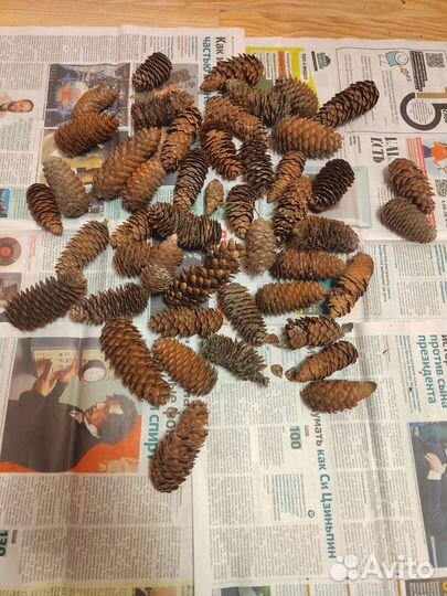 Шишки еловые