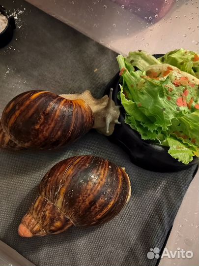 Улитки Архахатина маргината сутуралис сильвер