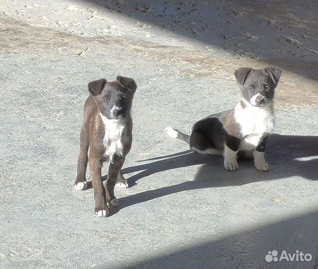 Щенки дворняги