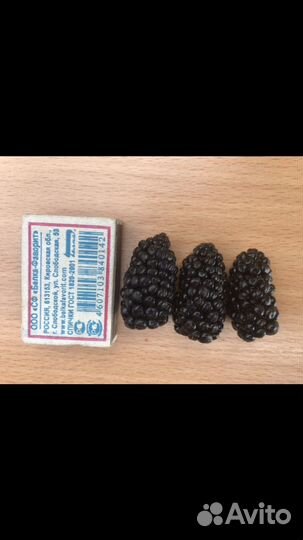 Саженцы ежевики