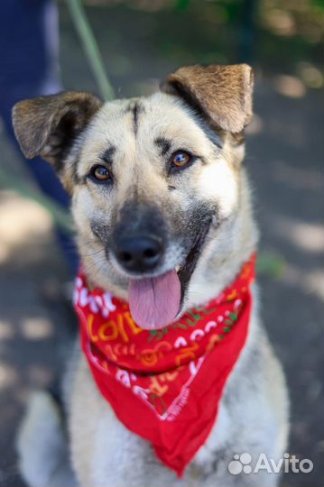 Собака добрая и милая Валя