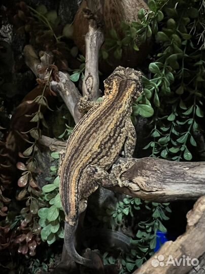 Ушастый новокаледонский бананоед