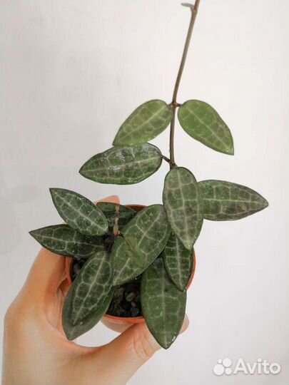 Хойя Эллиптика Керри Вайетти Куртиси