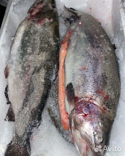 Форель из Карелии