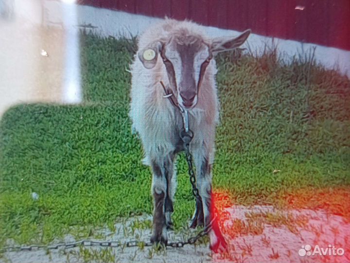 Коза нубийская