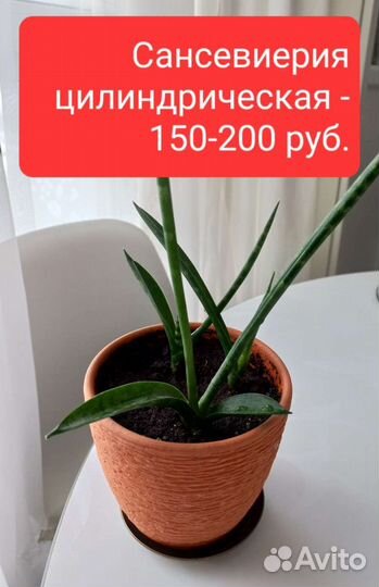 Каланхоэ, сансевиерия, толстянка, хойя