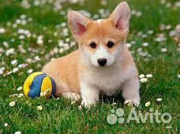 Вельш-корги