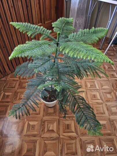 Араукария (комнатная ёлка)