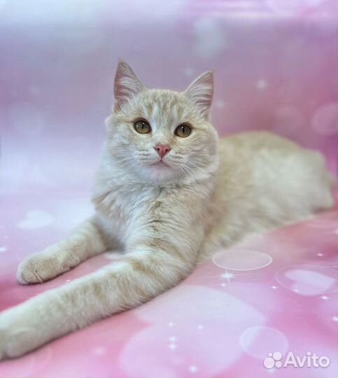 Котик подросток в добрые руки