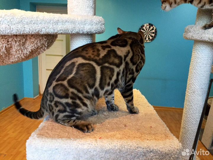 Брутальный бенгальский кот Король Майкл Джексон