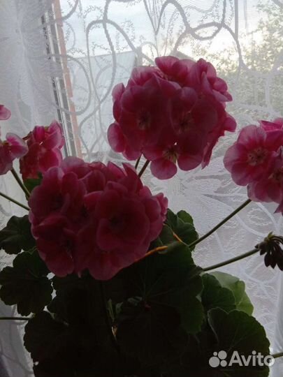 Герань пеларгония