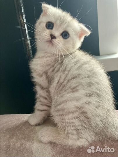 Шотландская вислоухая серебристая шиншилла