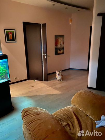 Собака на передержку - от мелких до средних пород