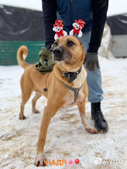 Собака в добрые руки