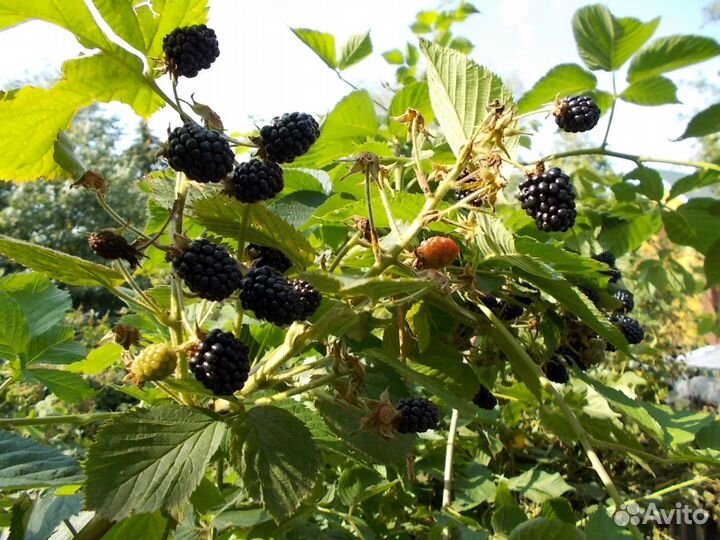 Ежевика, малина, жимолость саженцы для посадки