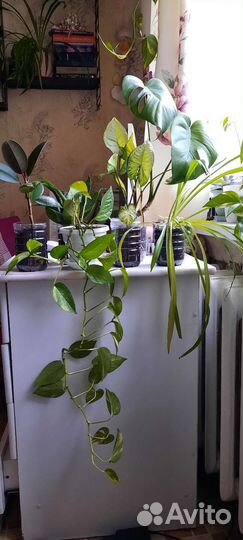 Комнатные растения