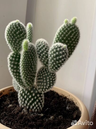 Кактус опунция