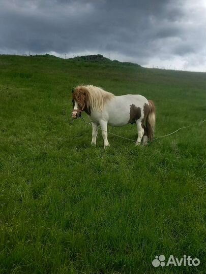 Семья шотландских пони