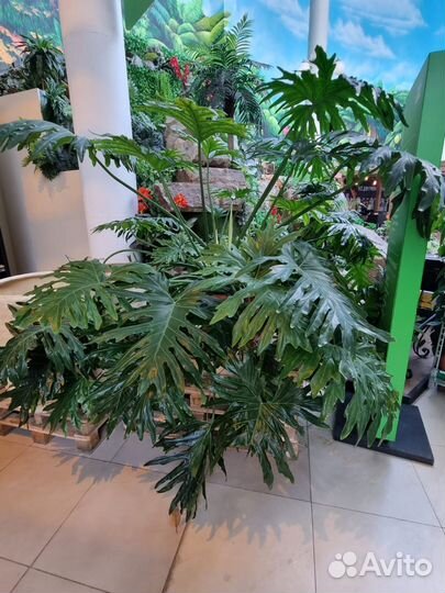 Филодендрон Большой Кум Лауде