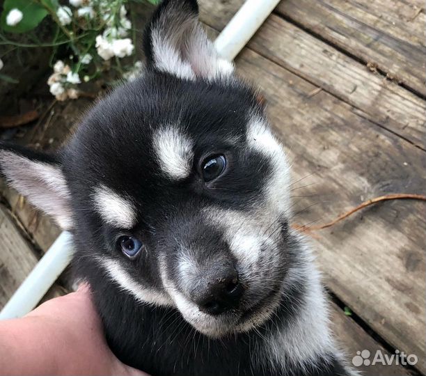 Щенки хаски 2 месяца