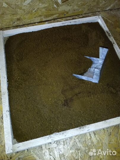 Чага березовая от сборщика