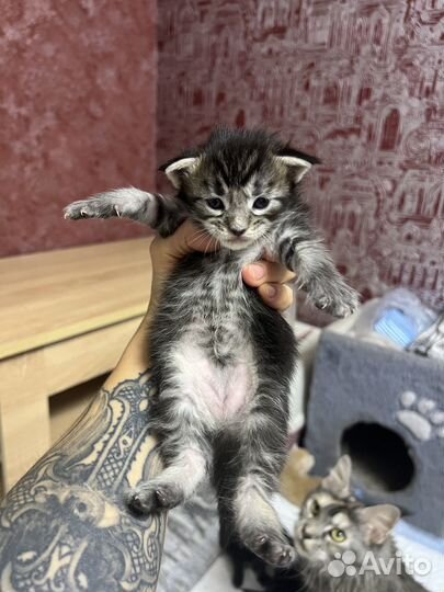 Котята мейнкун