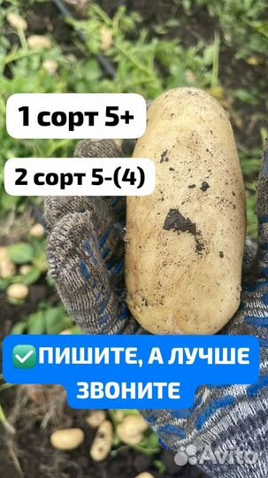 Картофель оптом