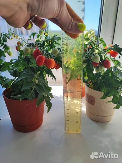 Рассада овощей и цветов