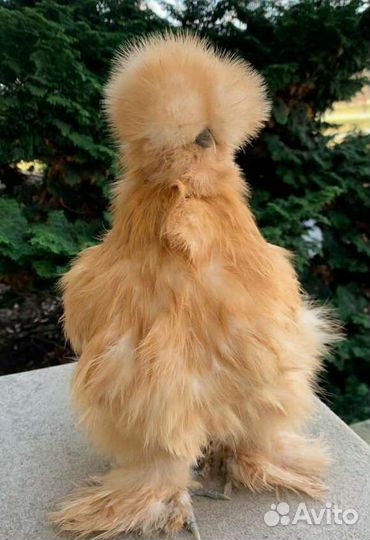 Породные Куры