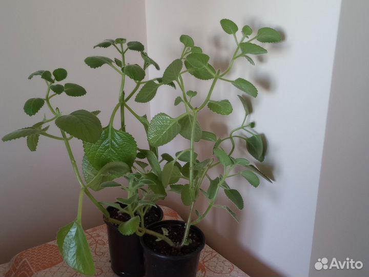 Мята домашняя