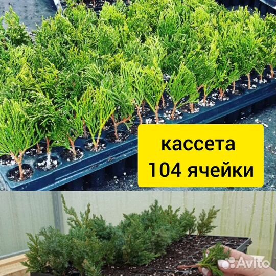 Туя и можжевельник в кассетах