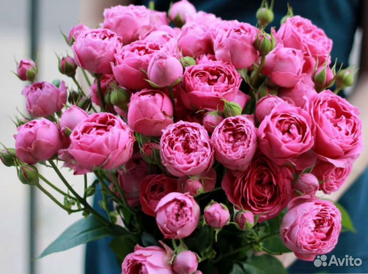 Кустовые розы с доставкой и гарантией