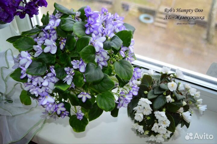 Свежесрезанные головы и черенки фиалок-трейлеров