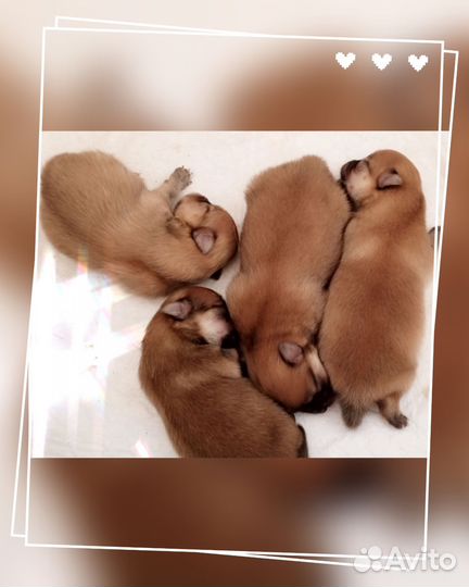 Щенки шпица мини