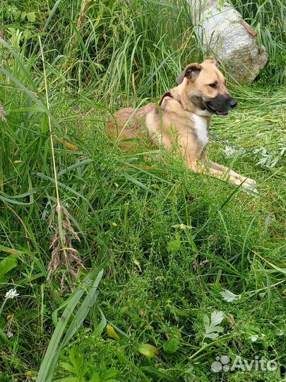 Собака бесплатно