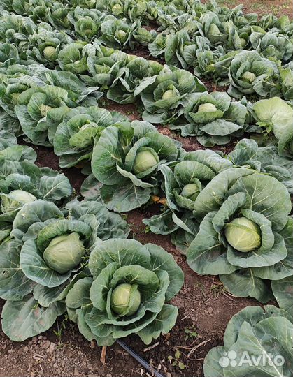 Капуста первый сорт молодой урожай оптом