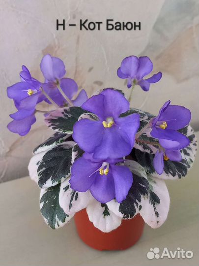 Фиалки мини/полумини