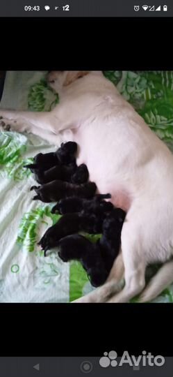 Щенки лабрадоры