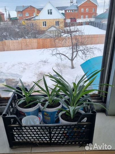 Пальма драцена