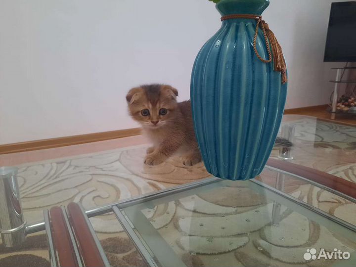 Золотая шиншилла