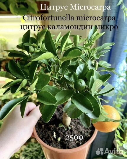 Агава, папуанум, крассула, санса, андромискус