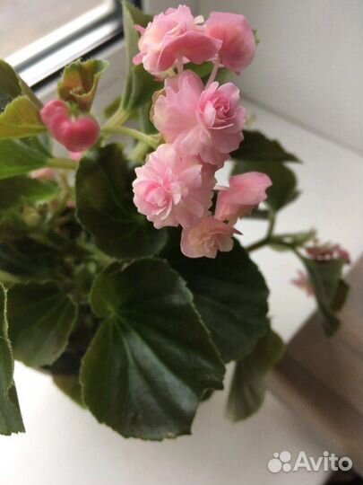 Бегония вечноцветущая махровая