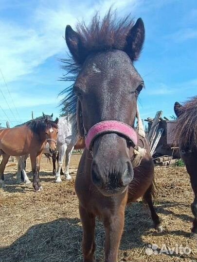 Шетлендские пони