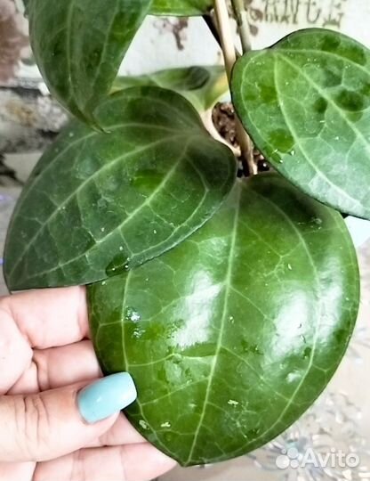 Хойя Лата Искандер и др