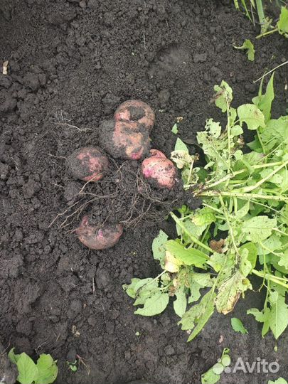 Продажа картошки