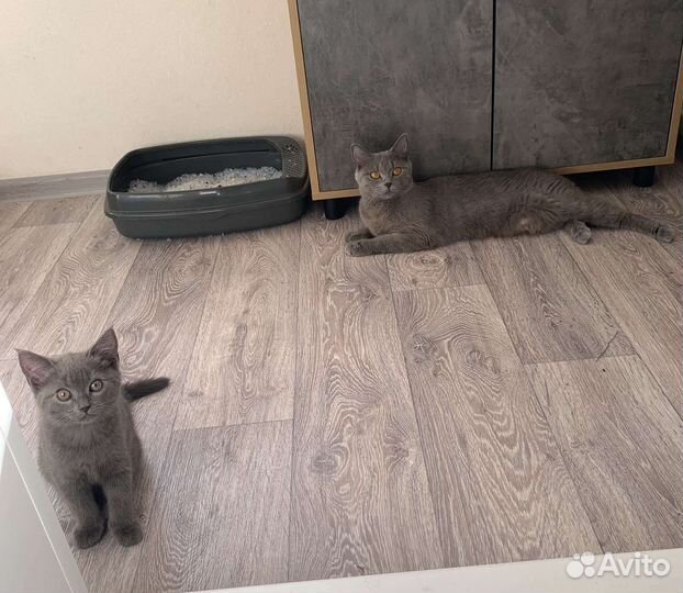Британский котёнок