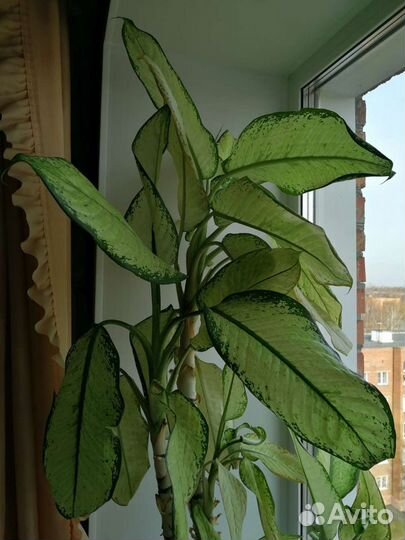 Диффенбахия