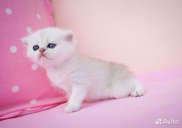 Британские серебристые шиншиллы